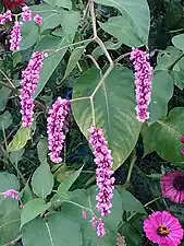 花穂