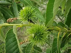 Castanea crenata