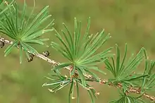 短枝状に束生する葉