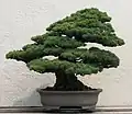 盆栽の一例