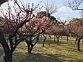 梅園の梅