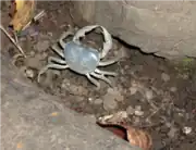 サワガニGeothelphusa dehaani