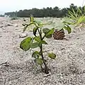 発芽（地上部）