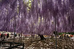花房が最長1.8&nbsp;mまで成長する大長藤の棚（栃木県指定天然記念物）