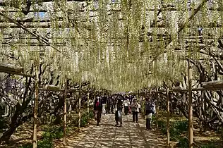 白藤のトンネル（栃木県指定天然記念物）