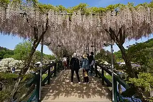 うす紅藤の橋