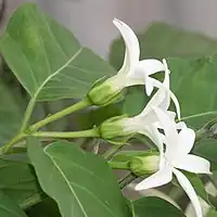 花の側面萼は5全裂する