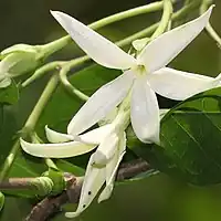 花は白色で星形、花の中から黒い液を出すことが多い（下部の花冠上に黒い液）