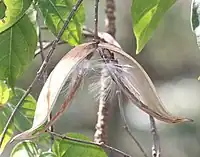 開いた袋果、皮は厚い