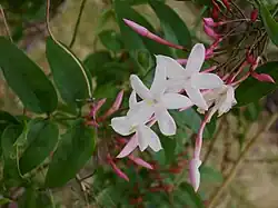 ハゴロモジャスミンの花序