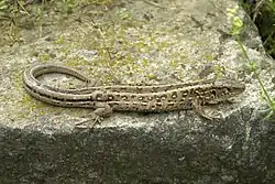 ニワカナヘビ