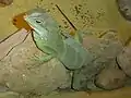 吻端が潰れた個体