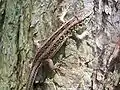 Lacerta agilis