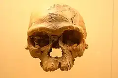 約30～31.5万年前のホモ・サピエンス（Jebel Irhoud 1.）