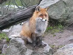 アカギツネ