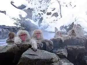 温泉は人間だけでなく猿も本能的に行う健康法(地獄谷温泉にて)