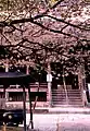境内の稚児桜