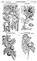 Theatrum Botanicum (1640)から