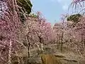 春の梅の最盛期