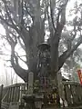 一本杉と弘法大師像