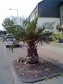 ドイツ・レバークーゼンのチリヤシ