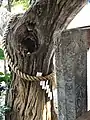 樹洞に鶏卵の供物