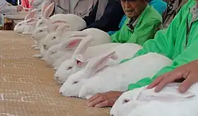 全国ジャンボうさぎフェスティバル