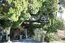 南側（画像右手）に大きく枝が張る。2024年1月17日撮影。