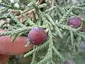 ビャクシン属の球果は液果になるJuniperus osteosperma