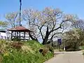桜の木のそばに四阿がある