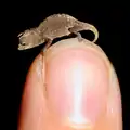 ヒトの爪先に乗せたミクロヒメカメレオン