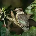 巣から出てきた幼鳥