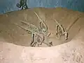 マイアサウラの巣