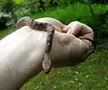 幼蛇