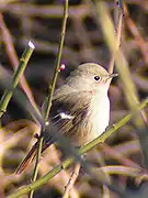 久本山の梅林にやって来たジョウビタキ(久本)