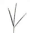 同・穂