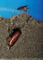 オオタバコガの蛹に産卵する Diapetimorpha introita