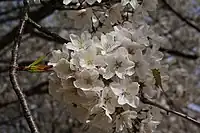 同左