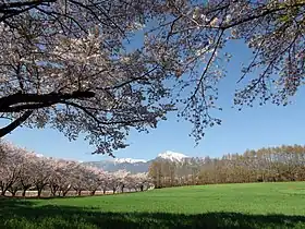 蕪の桜並木と甲斐駒ケ岳(2012年4月撮影)