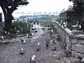 歩くのに注意が必要なほどのウミネコ達（2010年6月）