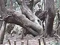 森の中心付近にある老木