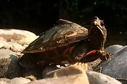 アッサムセタカガメ