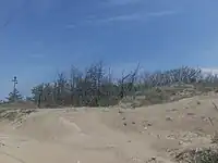 加賀海岸の砂防林