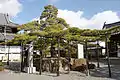 二代目大石名残の松