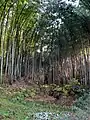 鏡ヶ池と竹林