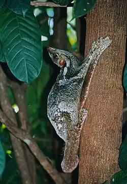マレーヒヨケザルG. variegatus