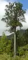 先住民はkahikateaと呼ぶDacrycarpus dacrydioides