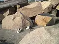 岩場に住む猫たち。