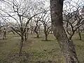本園内の北東側に広がる梅林