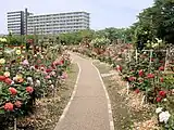 バラ園